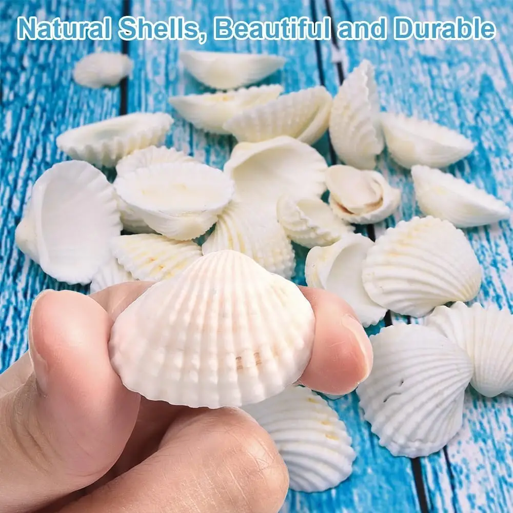 Shells for Crafting White Natural Beach Seashells,Decor Seashells, for Fish Tank Decorations, Vase Fillers, Home Decor
