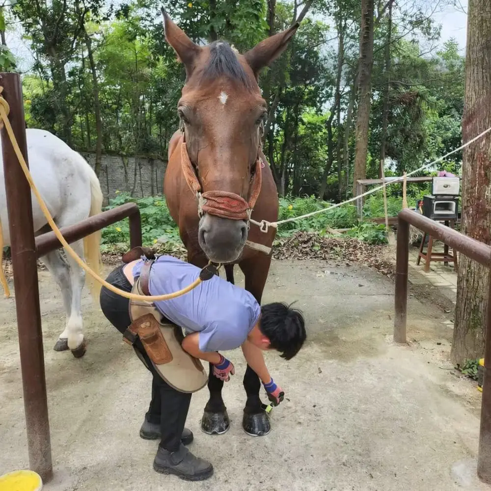 Durable Hoof Pick And Brush Set Ergonomic Handle For Horse Care Grooming Essential Equipment For Stable Farm Daily Use
