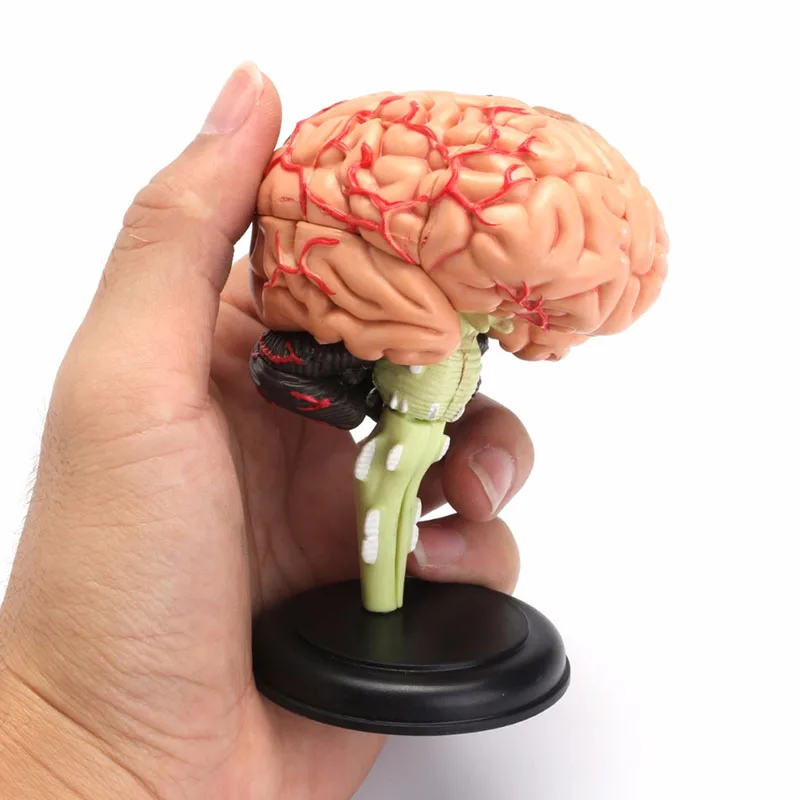 

Anatomy Brain Model Easy To Carry for Science Classroom Study Display Teaching Medical Model