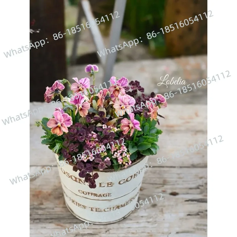 

Outdoor Garden Courtyard Balcony B & B Landscaping Decoration Wrought Iron Succulent Flower Bucket