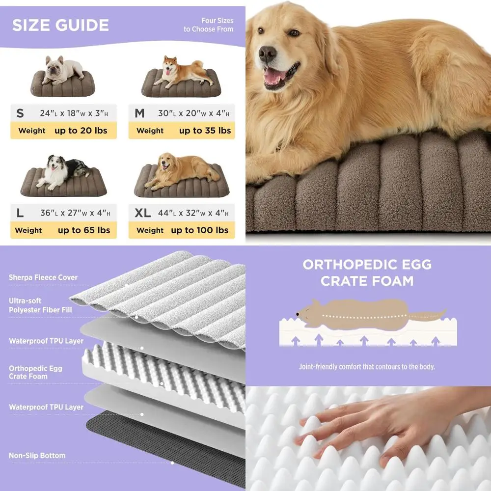 Cute Orthopedic Dog…