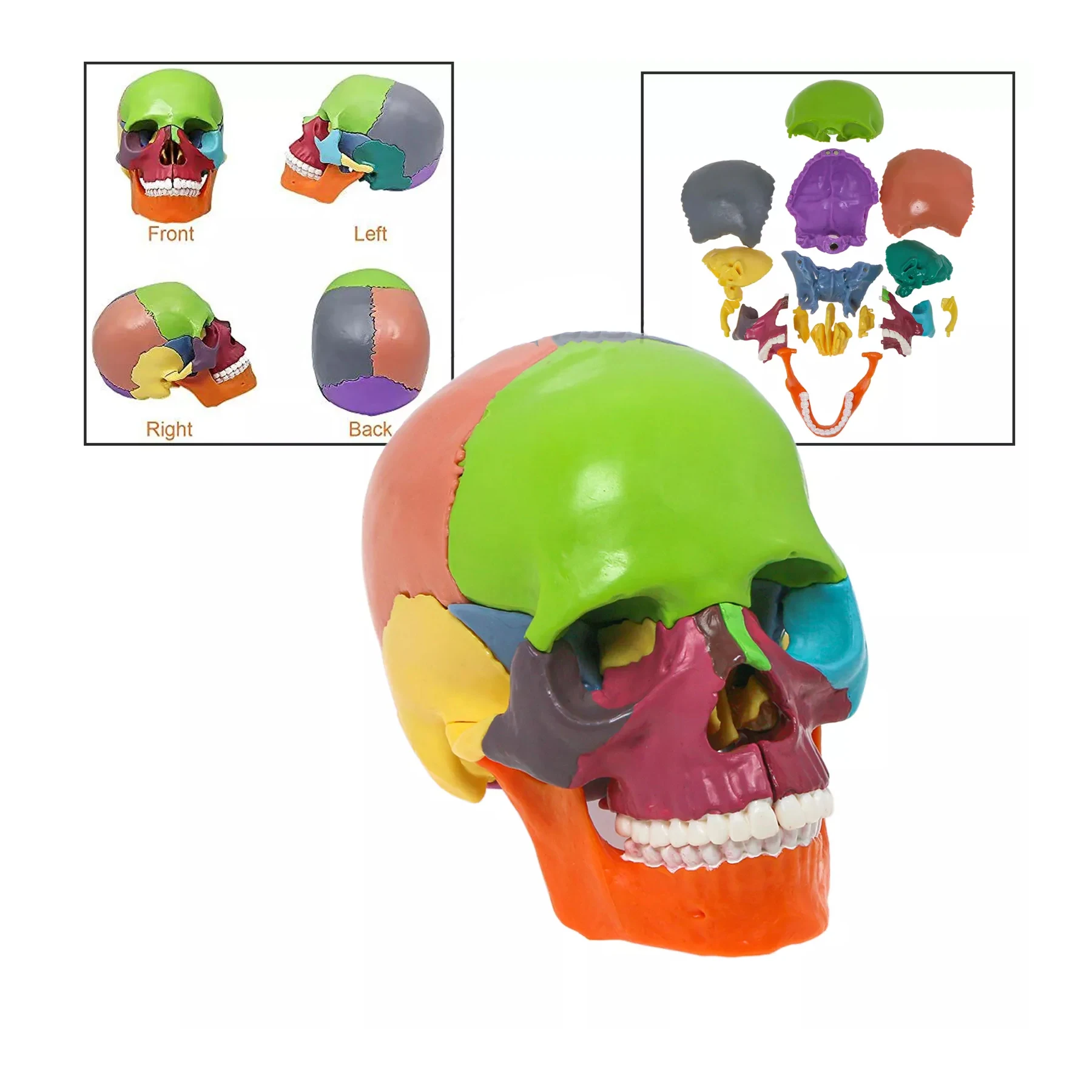 Anatomy Model Skull Model 15-Parts Puzzle Mini Colorful Aliwovo Human Anatomical Skull