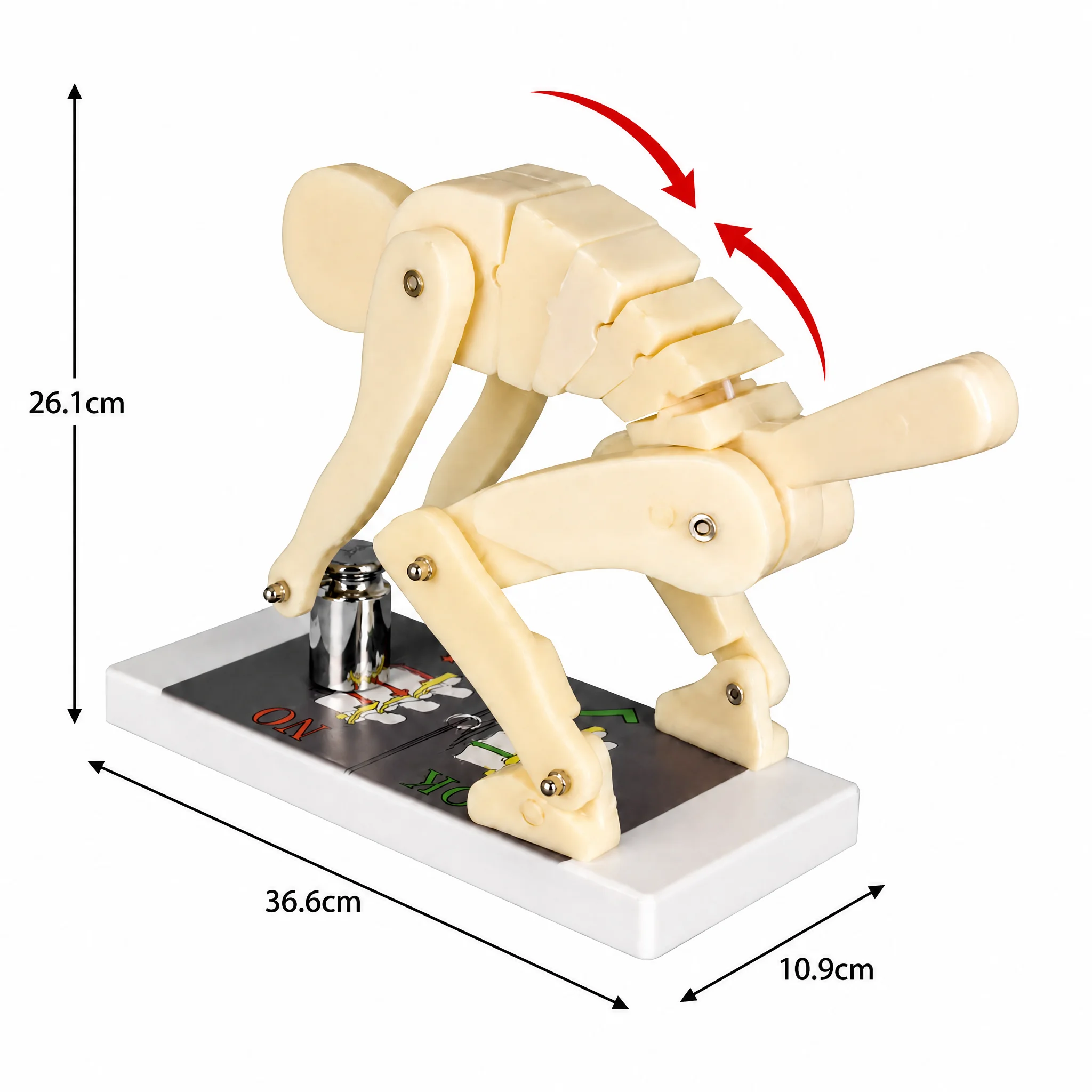 Lifting Manikin Flexible Model Interactive Lumbar Spine Trainer Weight Lifting Posture Correction Spine Force Demonstration