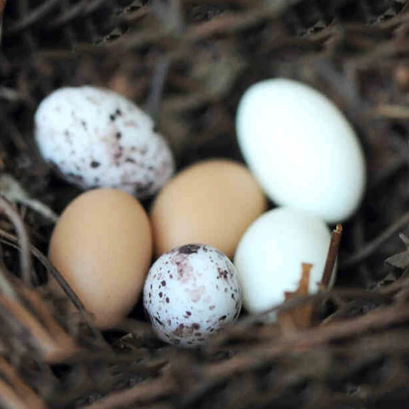 Glow in Dark Resin Bird Nest Eggs Fairy Garden Terrarium Handmade Moss Decor Relaxing Stress Relief Miniature Decorations Gift