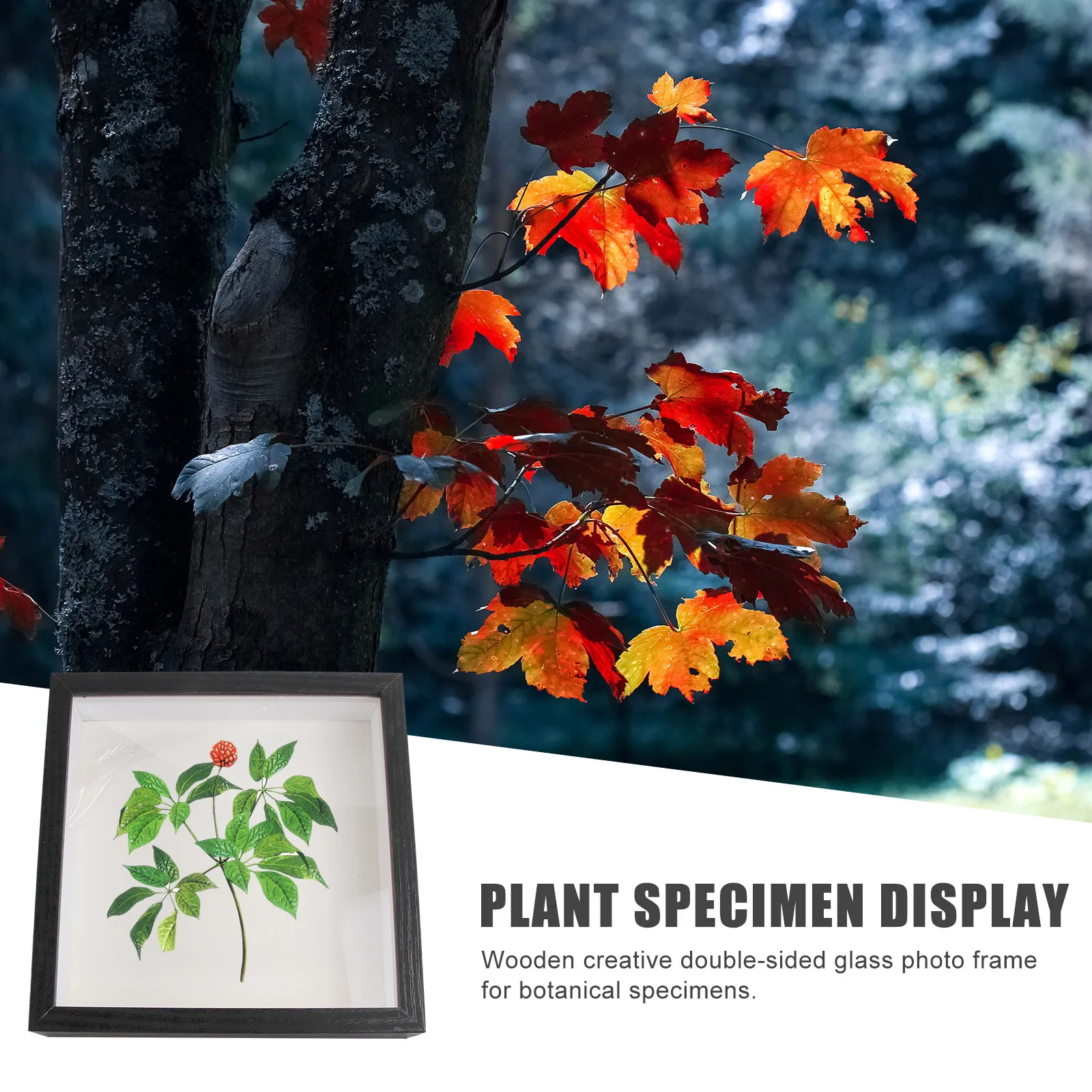 

1Pcs Specimen Photo Frame Black Glass Simple Holder for Bar Coffee Shop Home Decoration Stylish Picture Display Frame