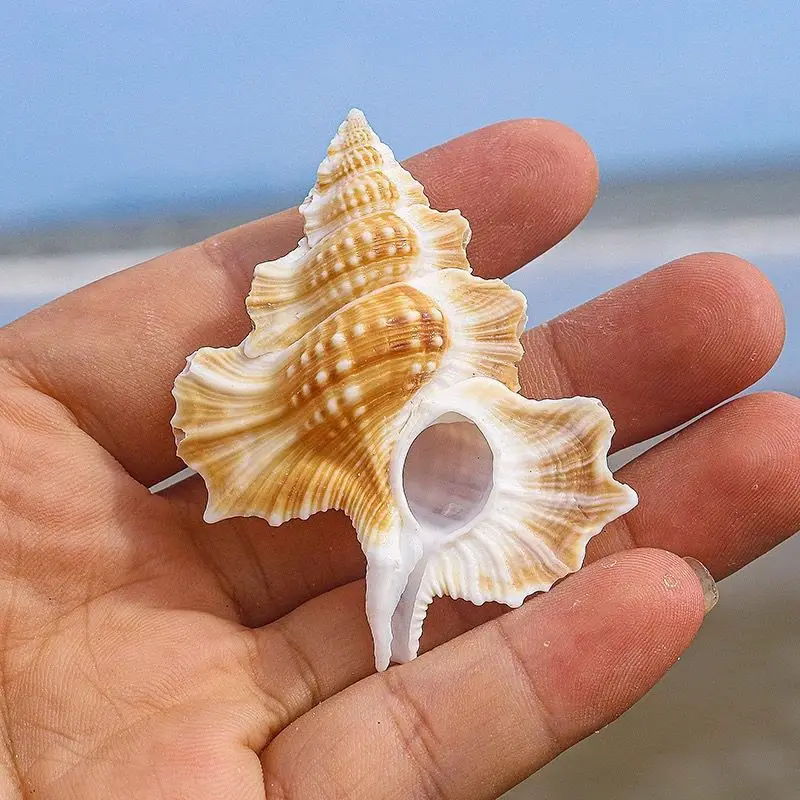 Wing Snail Collection Sea Star Fish Tank Landscaping Decoration Home Office Ornament Natural Rare Conch Shell Specimen