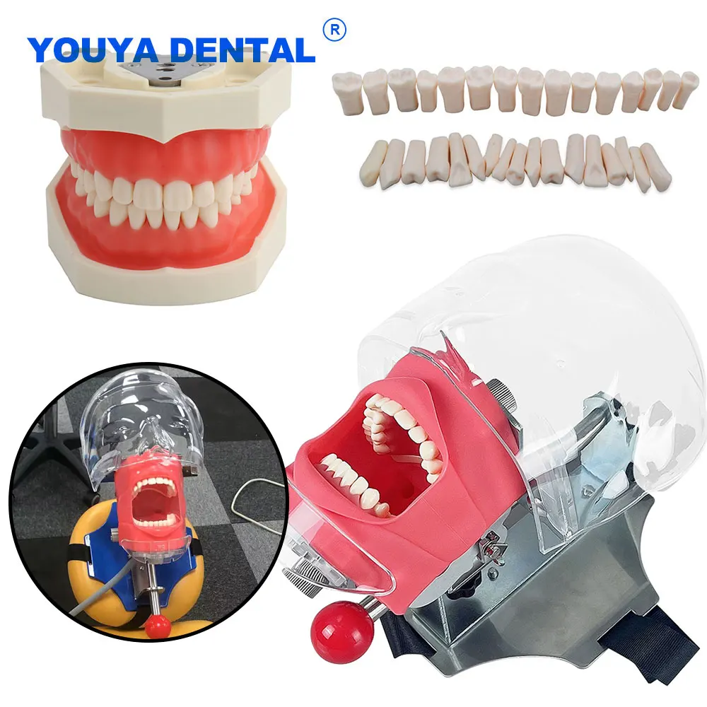 Dental Simulator Phantom Head Model Strap Chair for Dentist Teaching Practice Education Training Apparatu With Resin Teeth Model