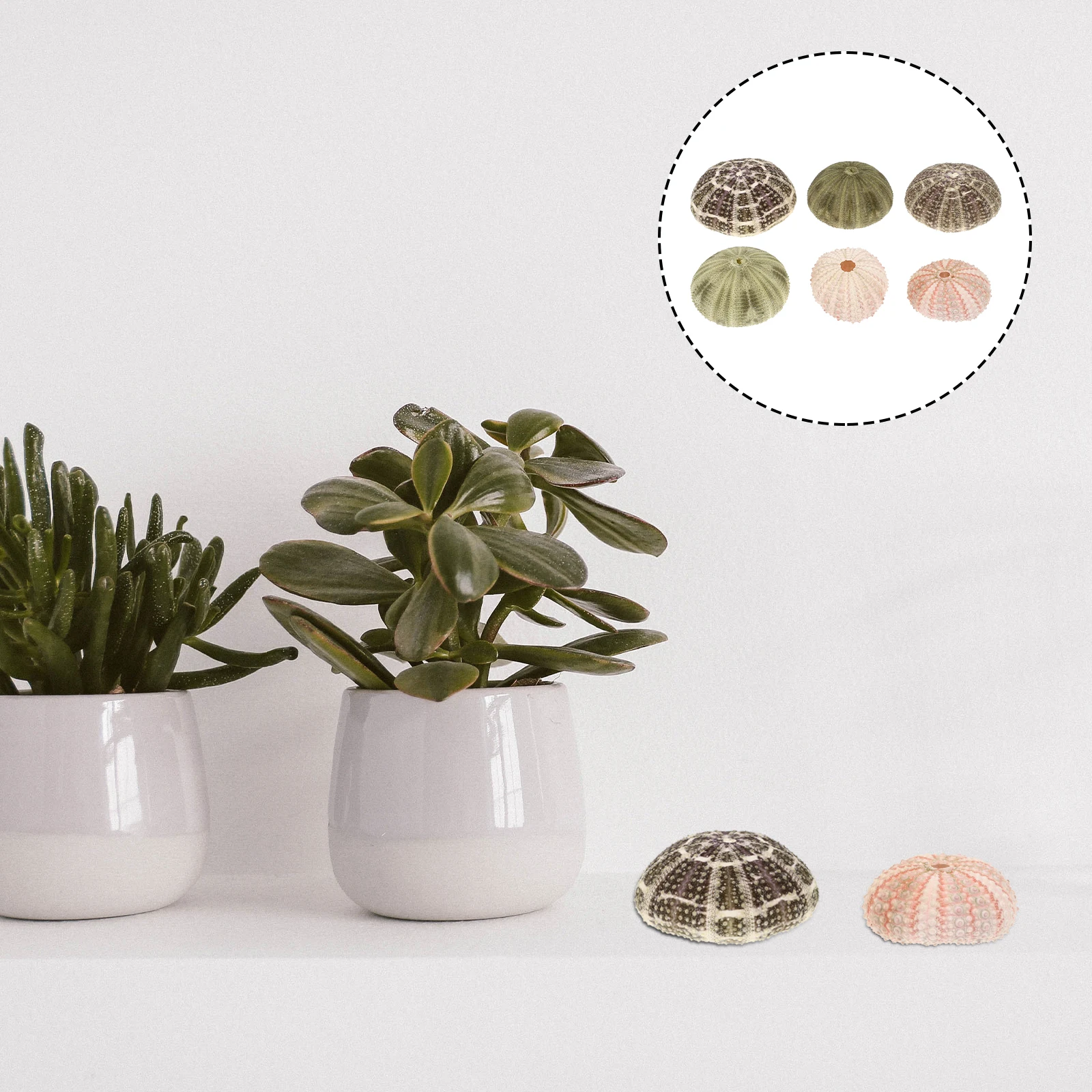 

6 Pcs Shell Sea Urchin Shells for Air Plants Containers Tank Fish Ornaments Small