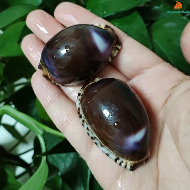 2 PC Mauritia Arabica Shells Purple Cowrie Seashell For DIY Crafts Snail Jewelry Gift Beach Wedding Decor 3CM-4CM