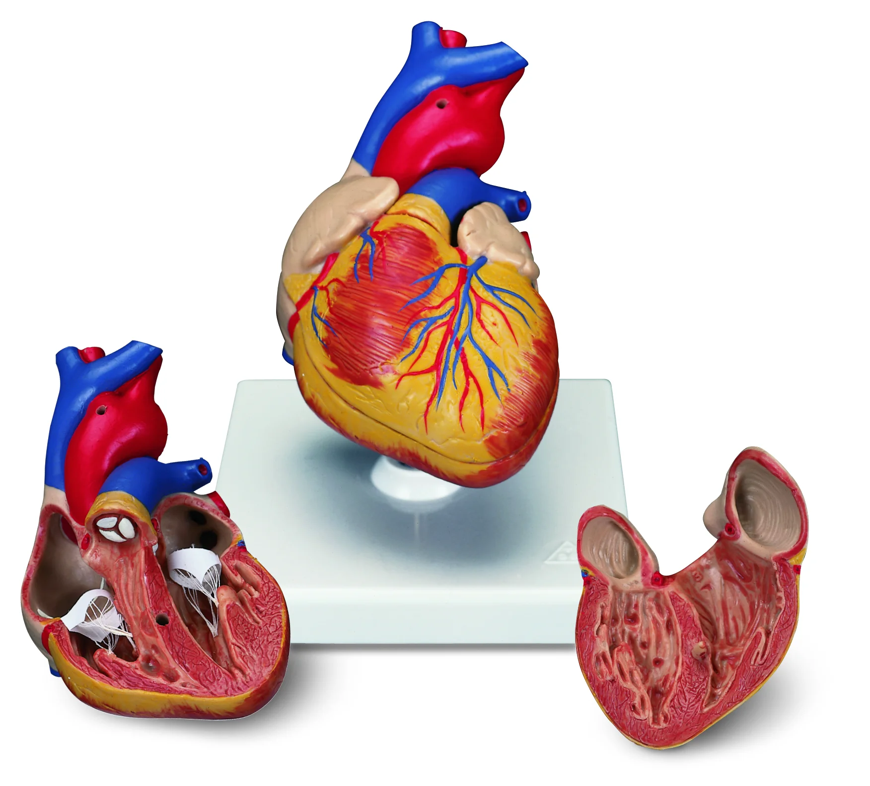 

Child Heart Anatomy Enlarged Model Advanced Human Medical Training Simulator