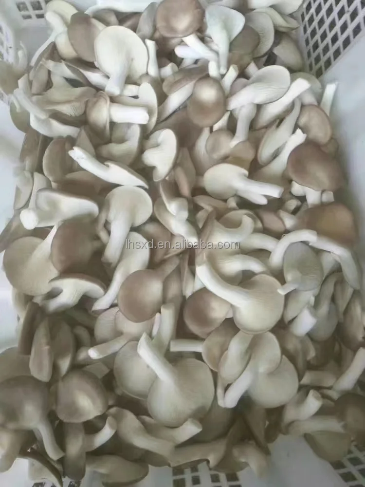 Full-automatic Bagging Machine For Edible Mushrooms/shiitake Mushrooms And Agaric Mushrooms Spindle Electromagnetic Clutch