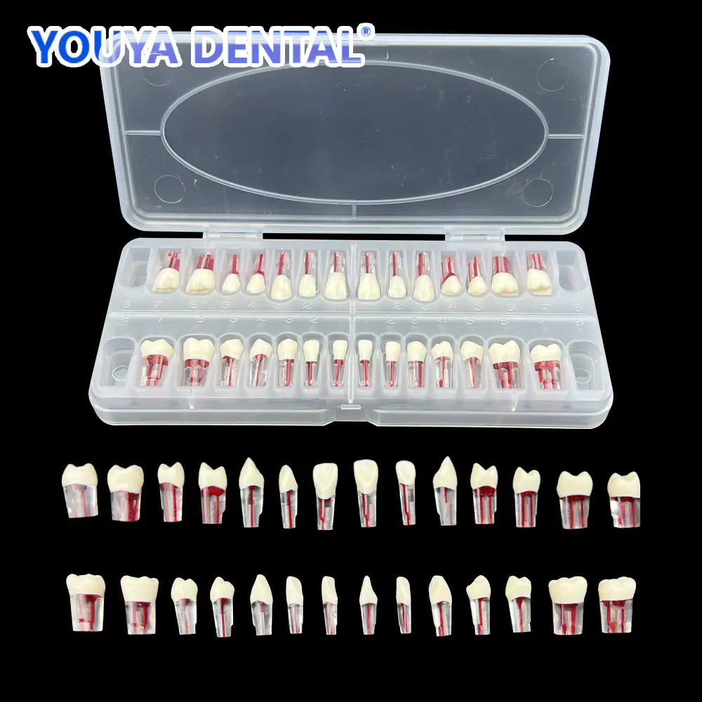 Dental Teeth Root Canal Models Endodontics RCT Block Pulp Cavity Practice Model Study Endo Student Training Study Resin Replace