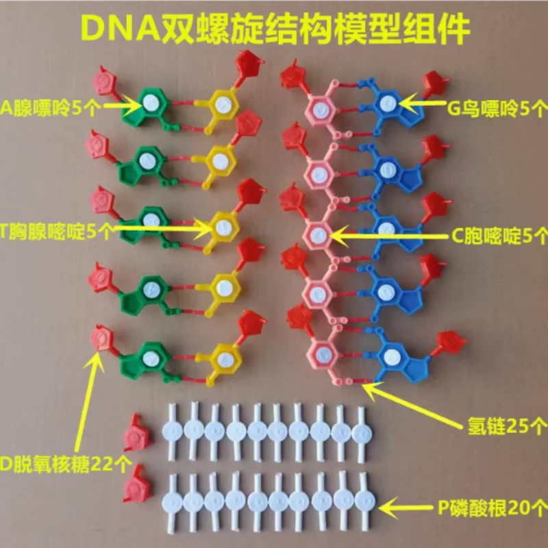 Model components of DNA double helix structure Chromosome structure model component nucleotides