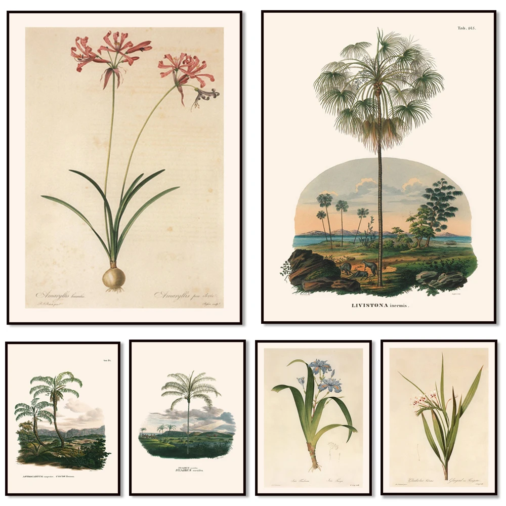 Antique floral print - giant clematis, 19th century art, botanical illustration decorative poster