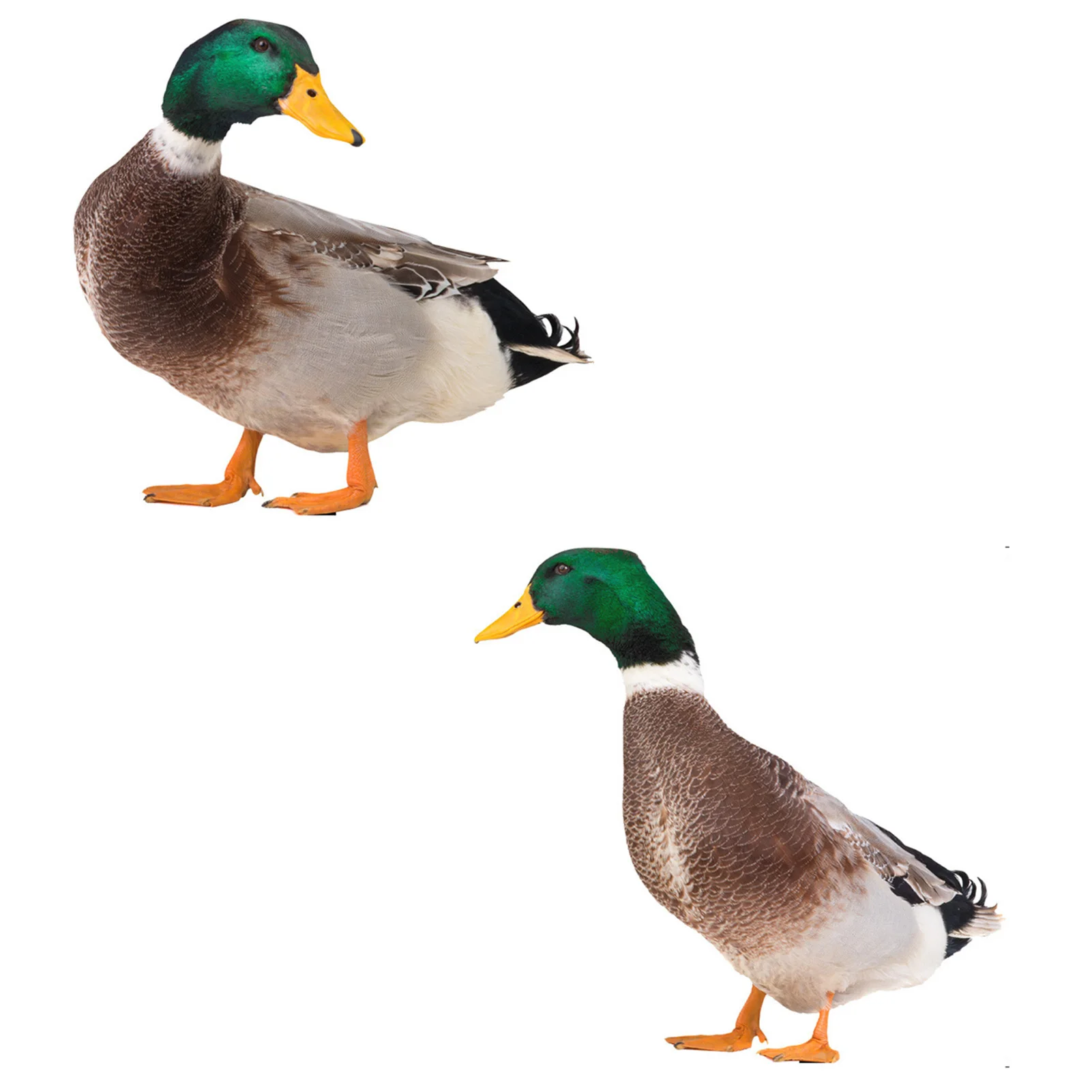 Acrylic Garden Stakes Duck Decor Realistic Double-Sided Printing Ornament for Courtyard Patio and Yard