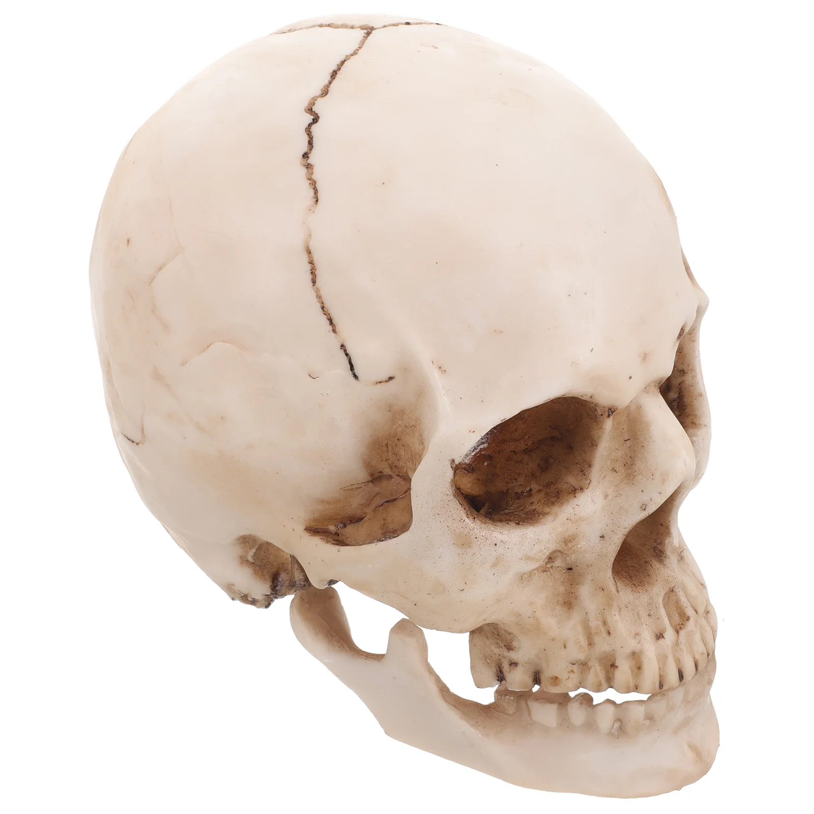 Human Skull Replicate for Science Anatomical and Tracing Use Animal Model Medical Teaching White