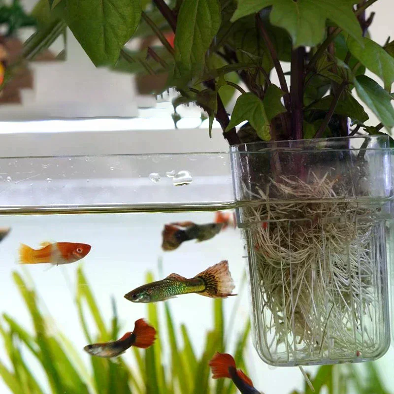 

Высокопрозрачная гидропонная чашка Aquascape Decor для домашнего использования