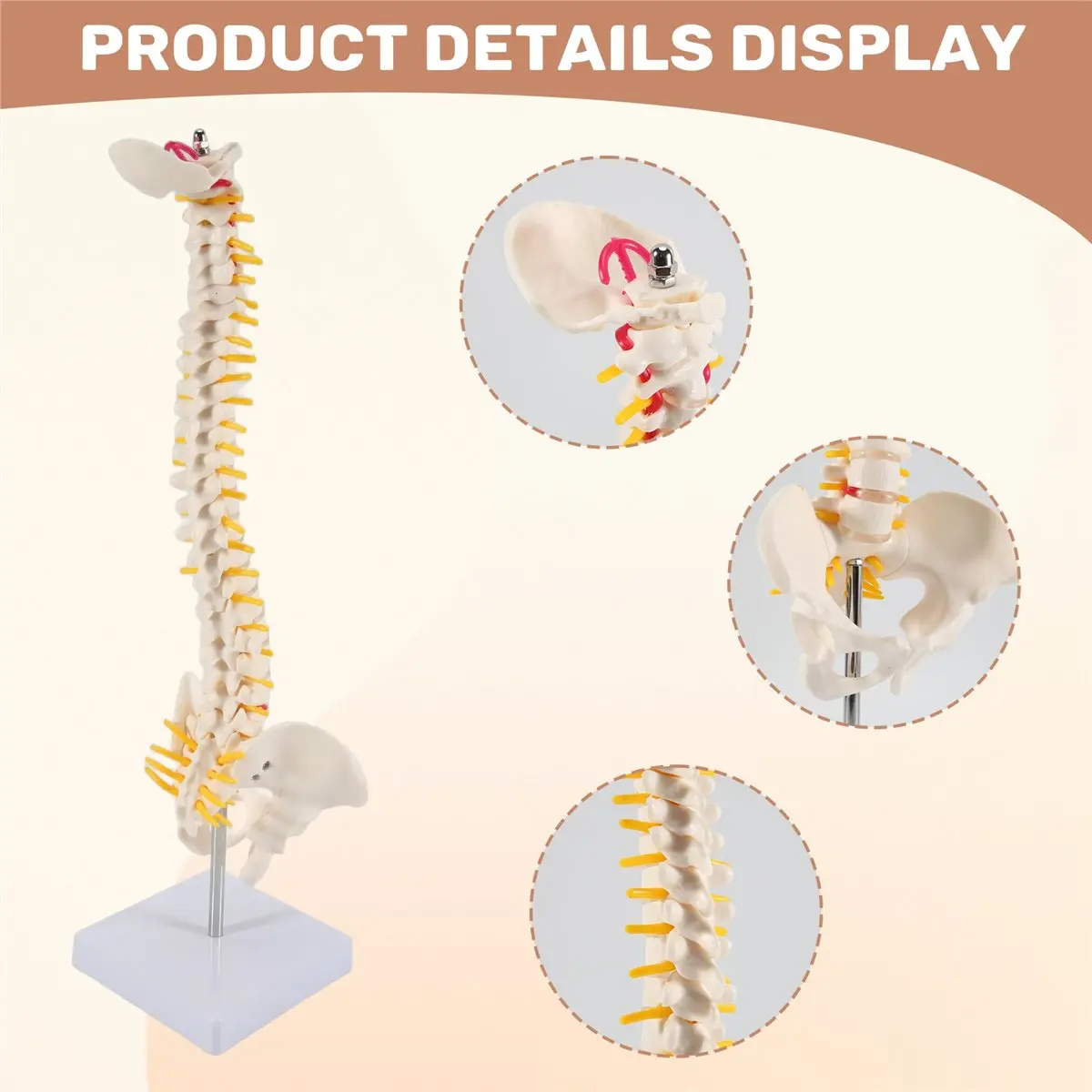 ABFKing 45CM Human Spine with Pelvic Model Human Anatomical Anatomy Spine Model Spinal Column Model+Stand Fexible