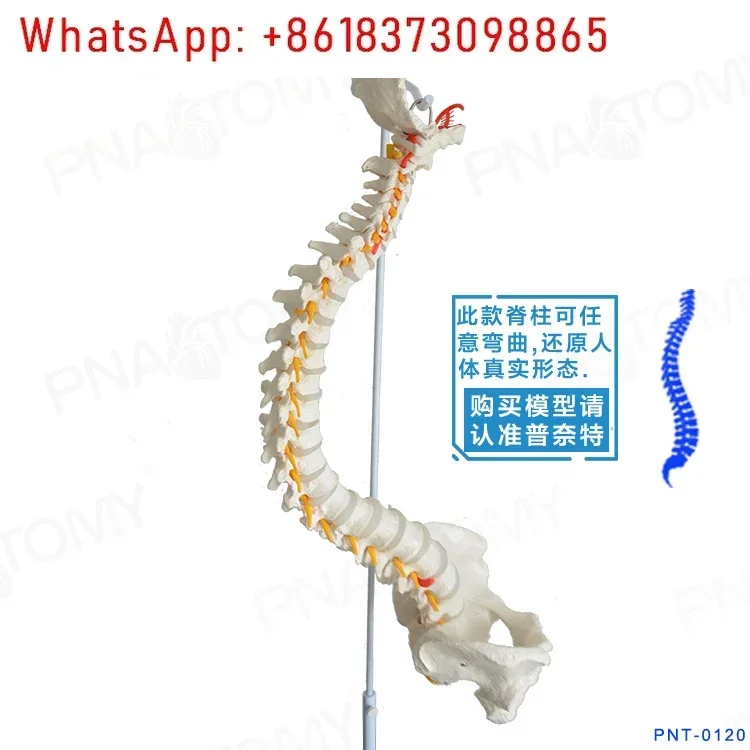 New Human Spine Model Human Skeleton Model Bendable