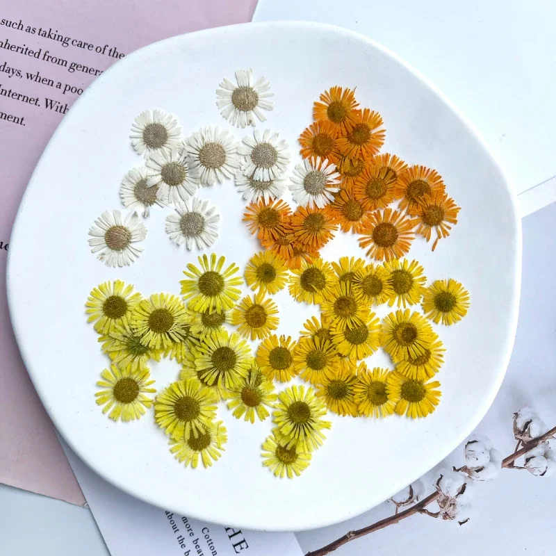 Natural Needle Chrysanthemum petals,Pressed Flower,DIY Dripping Glue,Mobile Shell Bookmark,Photo Frame Material,12Pcs,1.5-2cm