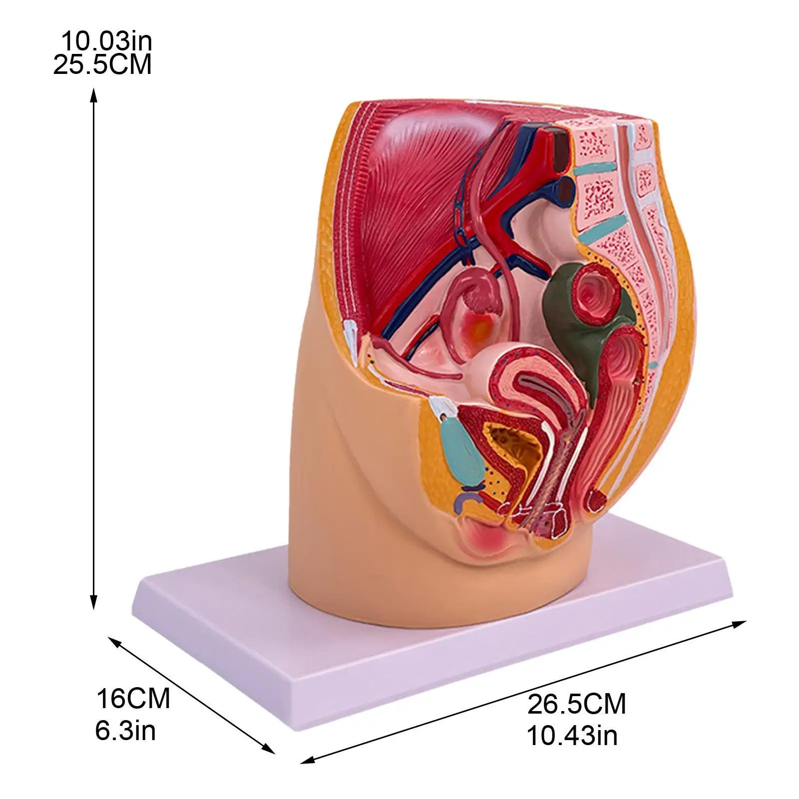Pelvis Reproductive Anatomy Model Color Labeling High Simulation Science tion Teaching Aid Training Wear Resistant
