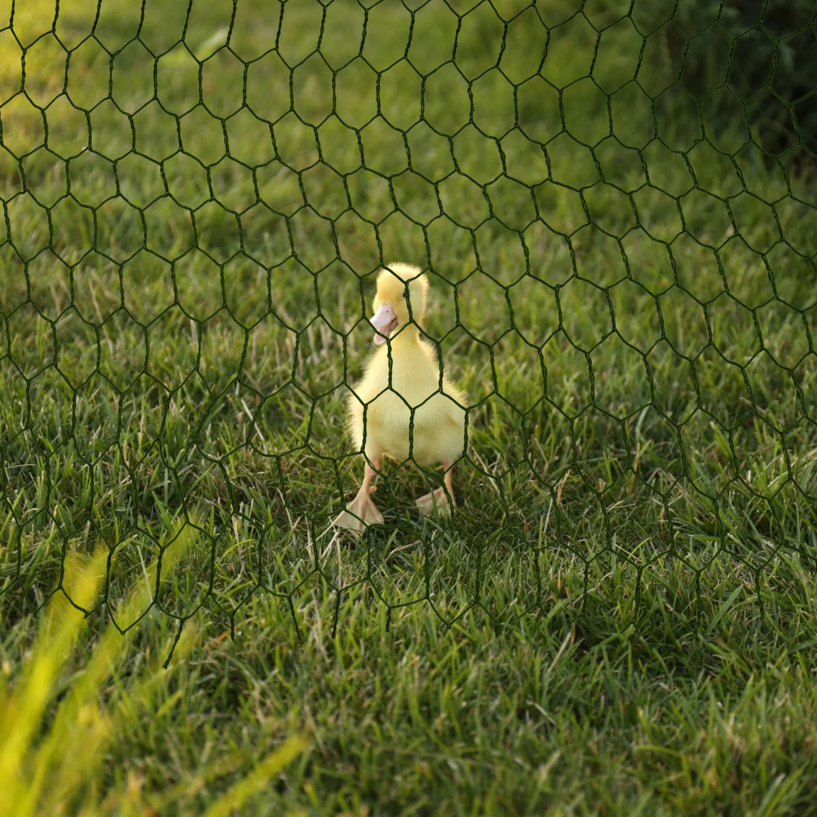 

Green Coated Mesh 40cmx200cm Hexagonal Fence Net for Garden Plants Outdoor Projects Livestock Iron Wire Mesh For Garden