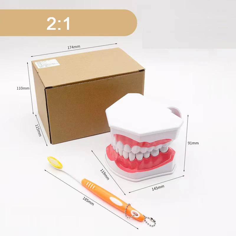 

1pc Dental Teaching Model 2:1 Oral Care Teaching Demonstration Model For Brushing Teaching Dental Teeth Model Education Tool