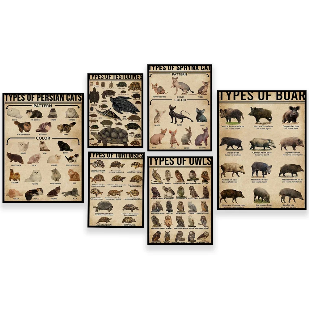 Persian cats, sphinx cat types, turtle types, owl types, boar types, animal knowledge poster, cat art, animal gift canvas print