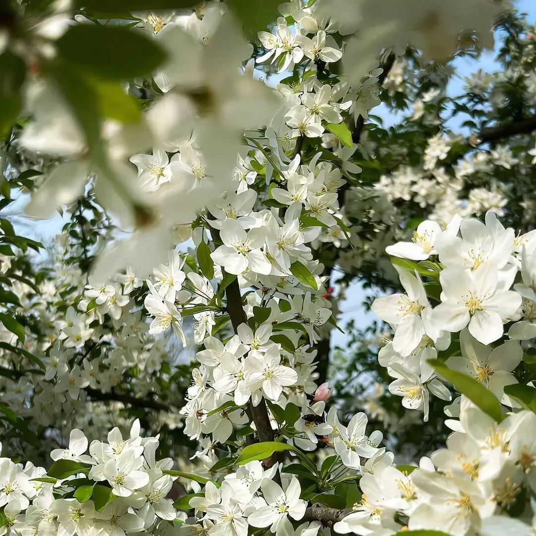 

LiFePO4 Battery Pack 12V 100AH Lithium Iron Phosphate for Electric Marine Outboard Propulsion Motors ,Solar System