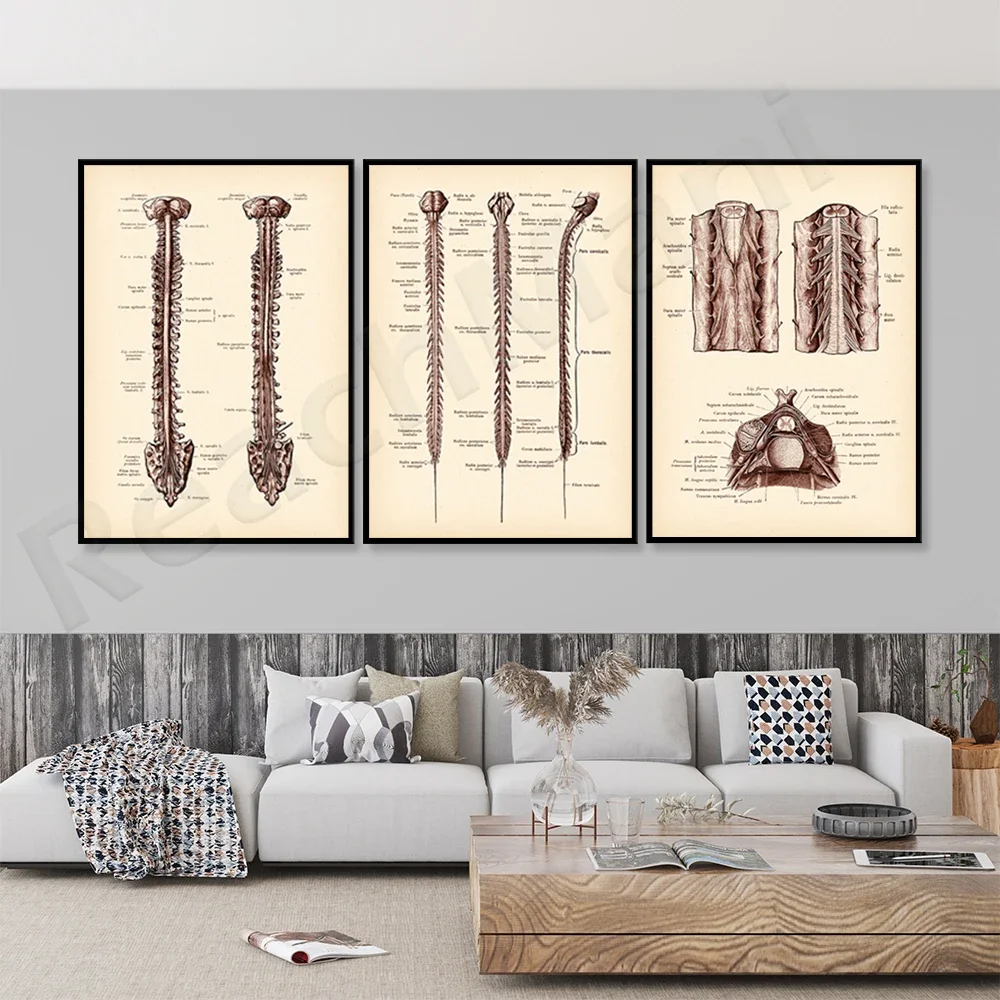 Neurology posters, spinal cord prints, anatomical art, medical prints of the human nervous system, gifts for neurologists