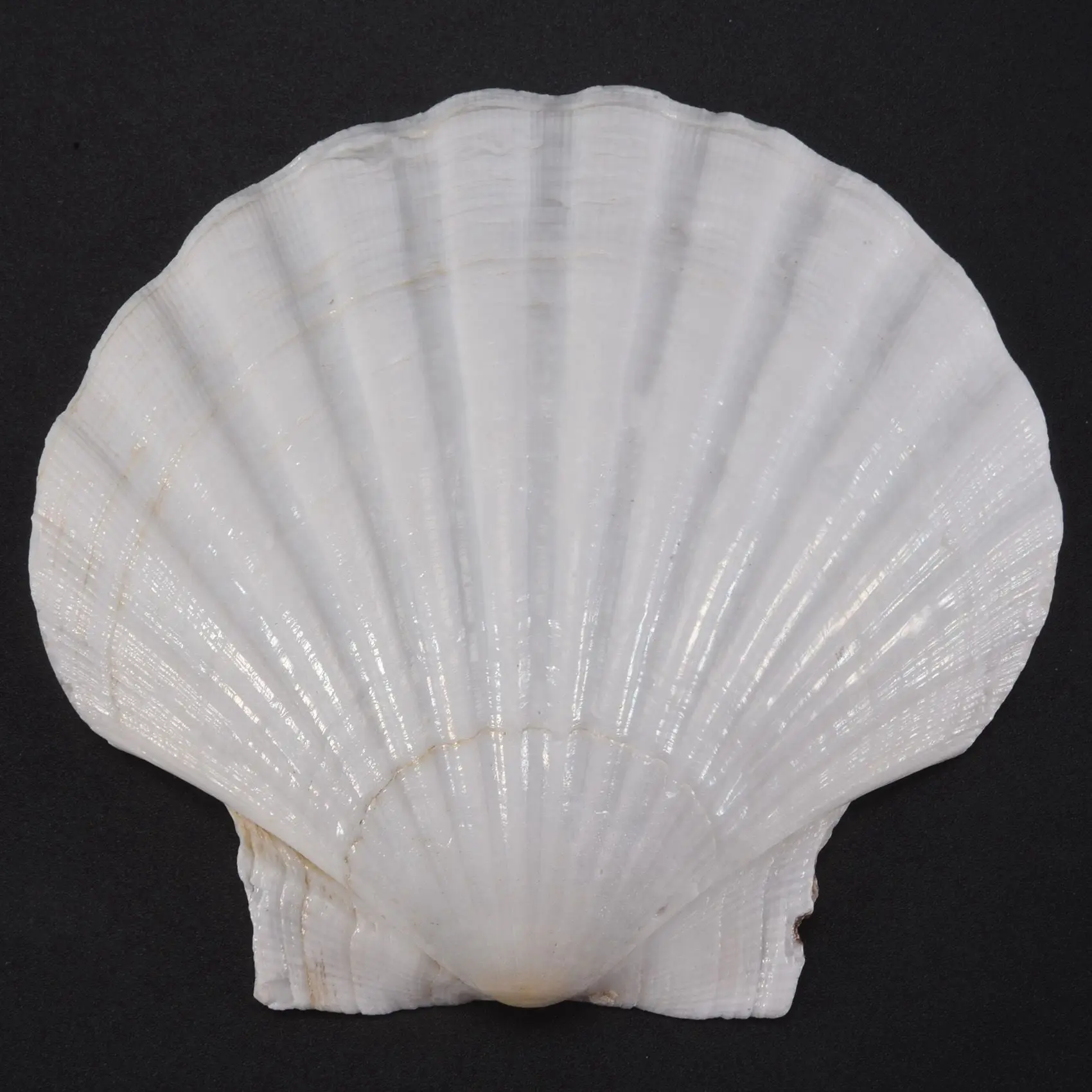 

ABZL 75 шт. натуральных морских ракушек, большие белые, 4-4,7 дюйма, для поделок, сервировки еды, выпечки и многого другого