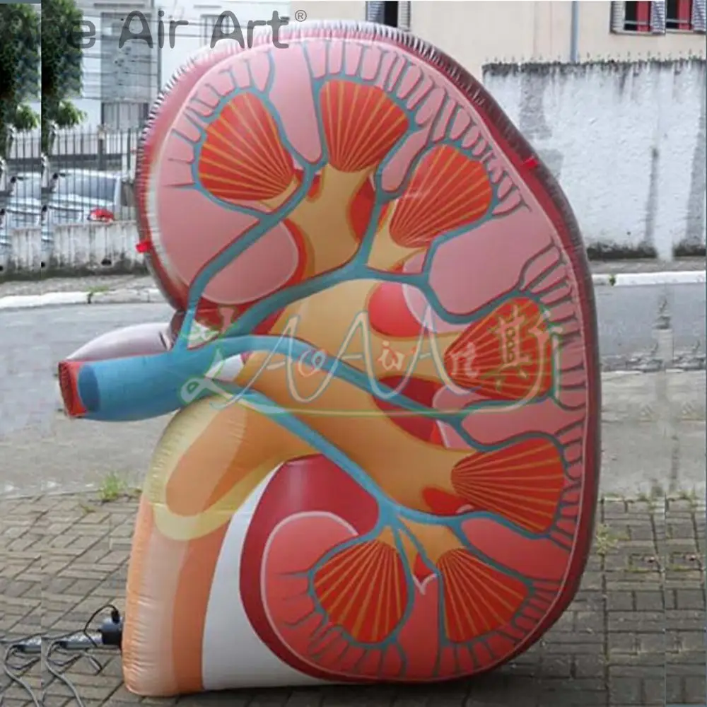 Giant Outdoor Customized Inflatable Kidney Model  Replica for Education Made in China