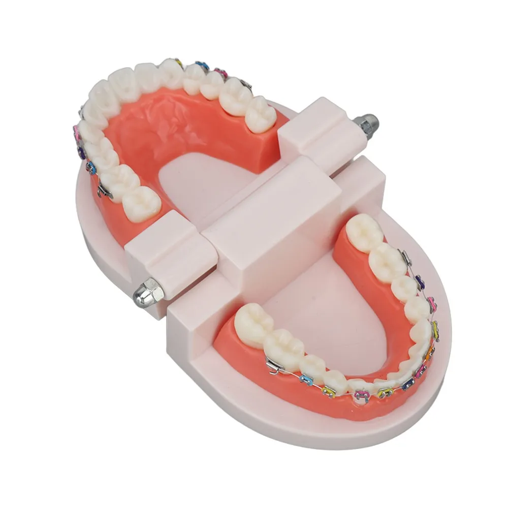 Standard Dental Typodont Teeth Model Demonstration Adult Typodont Standard Teaching Model Adult Typodont Model