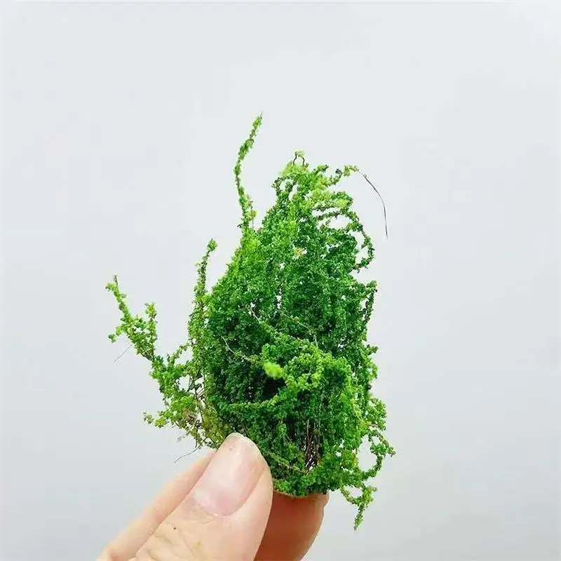 8 個 DIY マニュアルミニチュアシミュレーションモデル低木花クラスター植物花緑化シーン軍事フィールド素材花