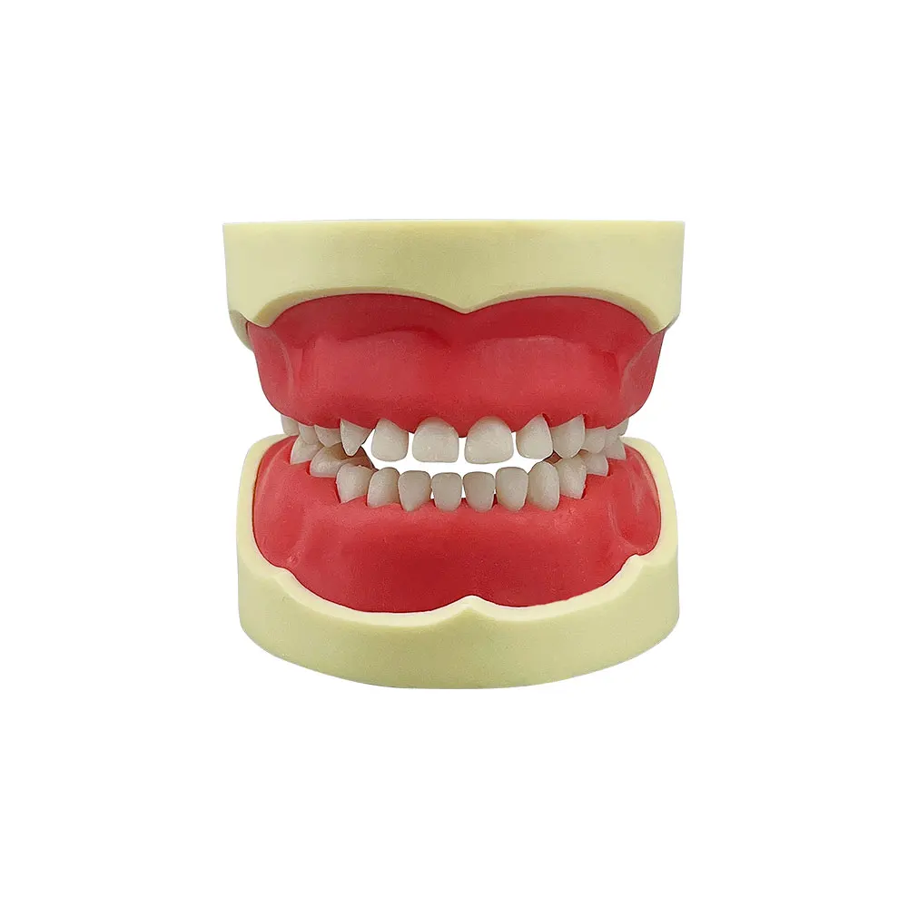 Kids Teeth Model For Dental Technician Practice Dental Typodont Model With Removable Teeth Soft Gums   Dentistry Training Models