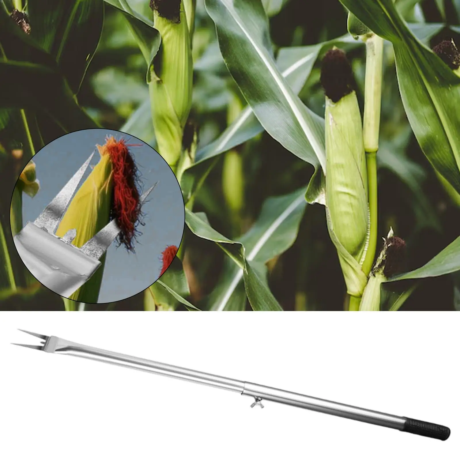 الذرة على مزيل COB سهل التنظيف أداة إزالة الشتلات المصنوعة من الفولاذ المقاوم للصدأ أداة تقشير تنبت لحديقة الفاكهة #3