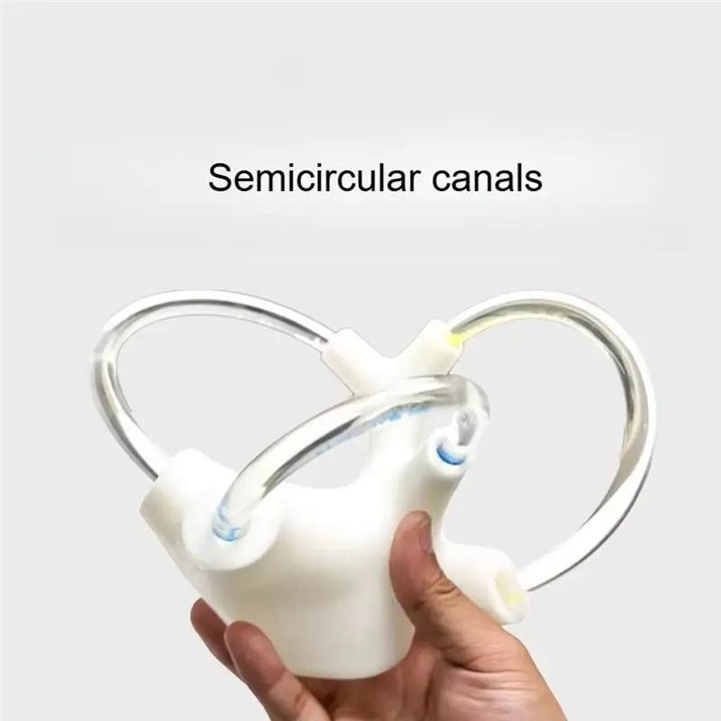 Vestibular Rehabilitation Aid- New 3D Half Canal Otolith Dynamic Model Aids Skeleton Cochlea Inner Ear Structure Brain Nerve