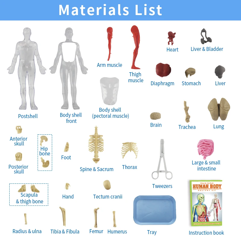 DIY Assembly of Noctilucent Human Organ Skeleton Model Anatomy For Early Childhood Biology Teaching Primary Secondary Students