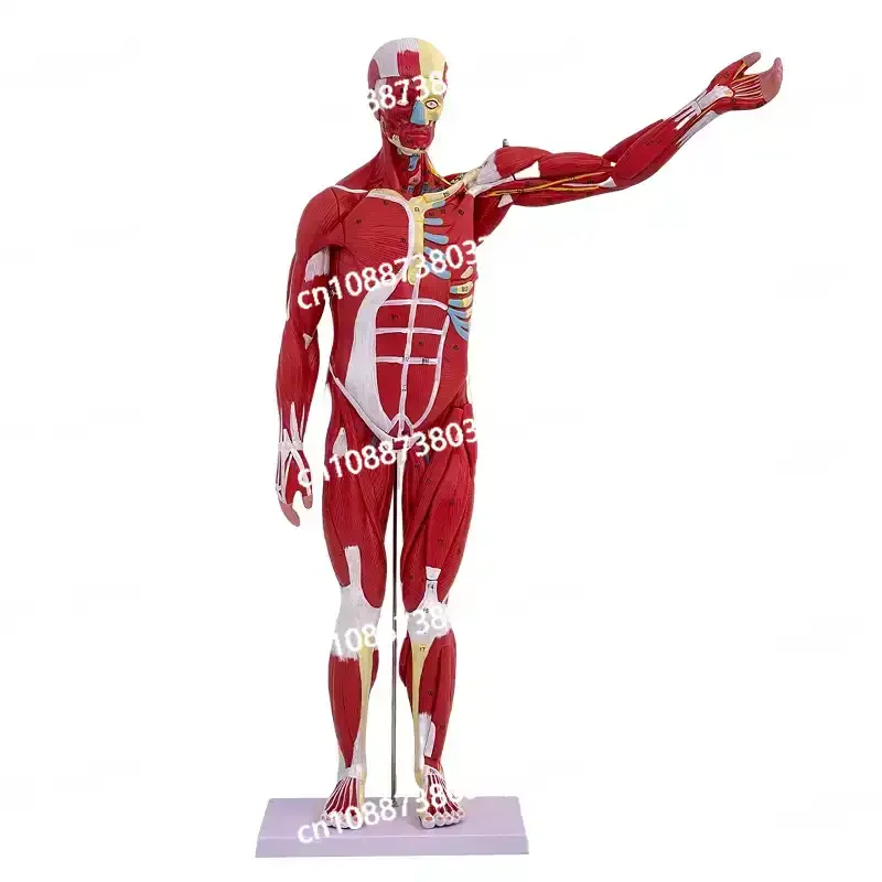 80CM human body muscle model, internal organs, anatomy, tissue disassembly exercise, muscle man model