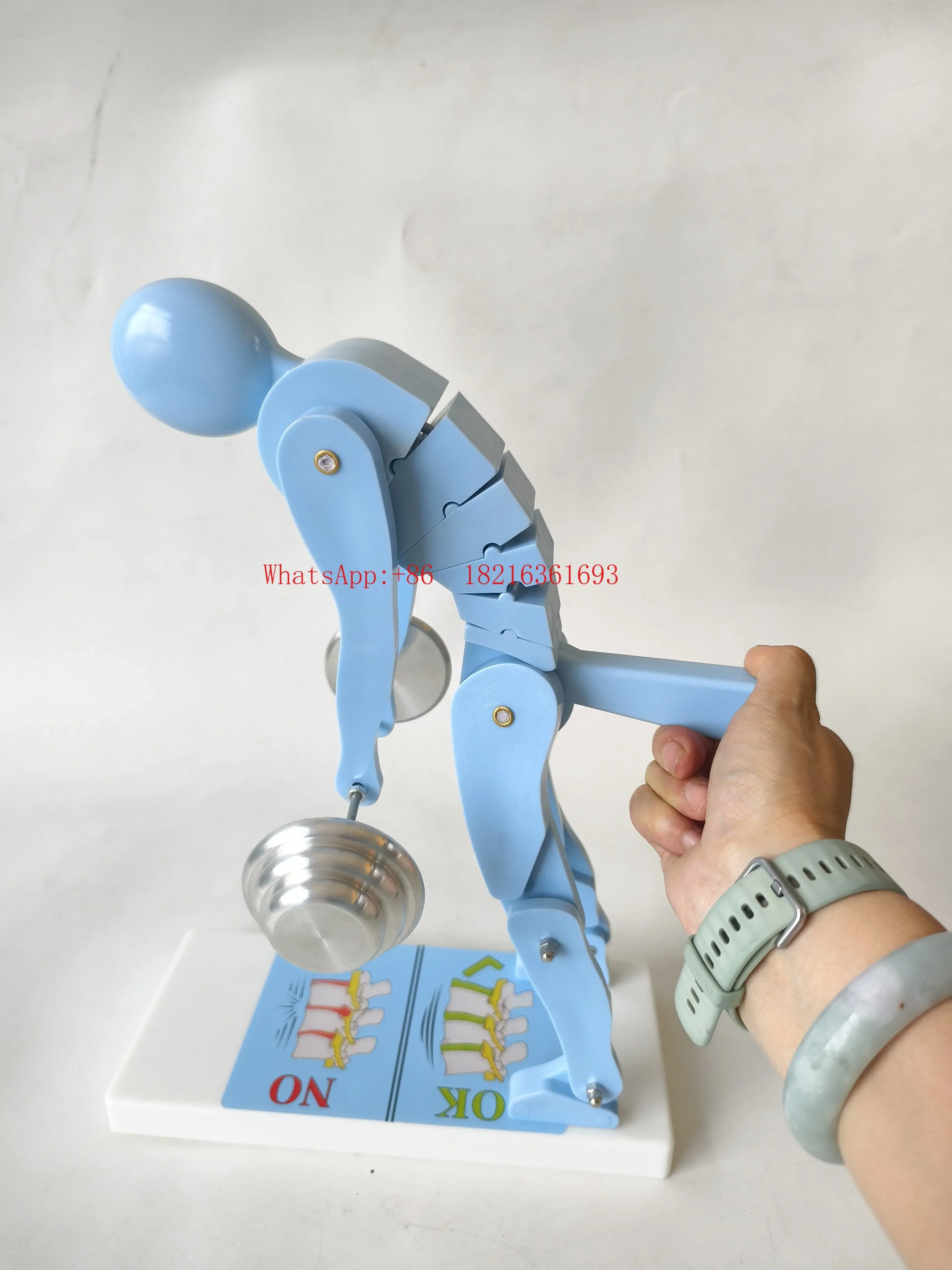 2026GOOD Human Weightlifting Spine Force Demonstration Model Fitness Weight Correct Posture Demonstration Waist Lumbar Spine P