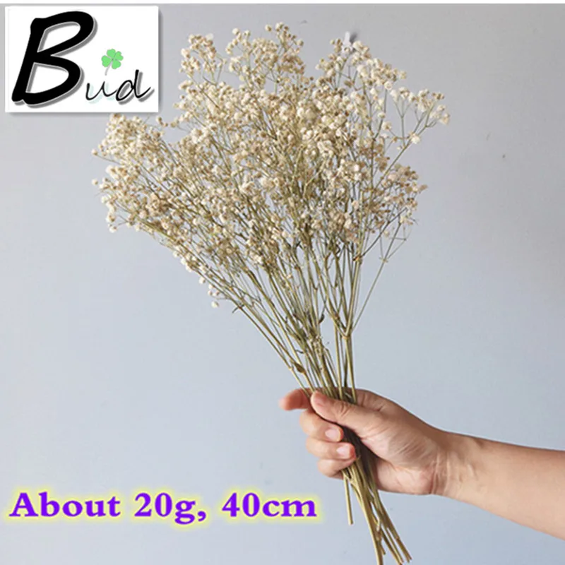 

About 20g Small Bunch Natural White Gypsophila Dried Flower 300 Head Bouquet Real Flores For Party Room Decoration