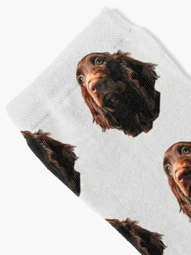 Field Spaniel - Stunning Dog! Socks hiking designer brand tennis Boy Child Socks Women's