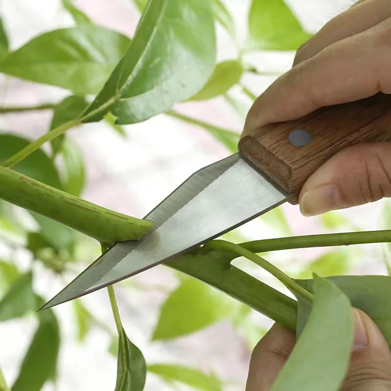 

Grafting Knife - Special Steel Budding Tool for Fruit Trees & Plants