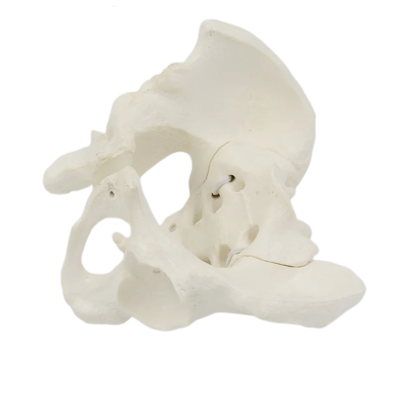 Mini Pelvis Model Human Skeleton Model 1:2 size pelvis Specimen Hip Skeleton Anatomy Medical Tool school education