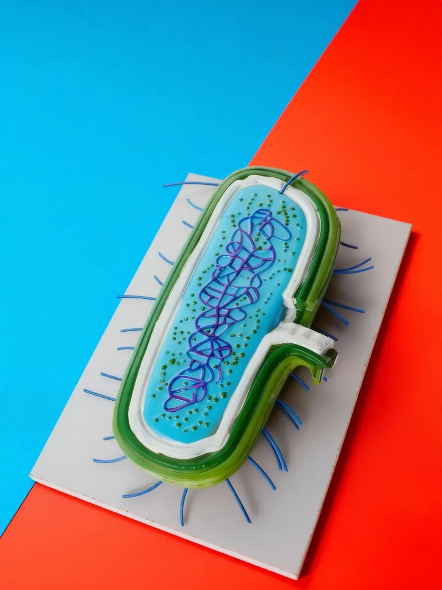 Cell Anatomy Freestanding Display Realistic Biology Classroom Decor Teacher Gift Halloween Christmas