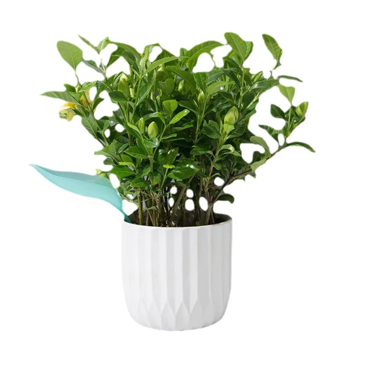 New Waterer, Leaf Funnel, Potted Flower Waterer, Lazy Plant Nurturing, Watering Guide