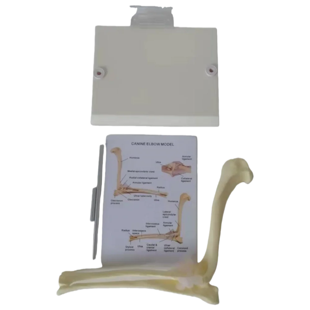 Animal Canine Skleton Dog Elbow Joint Models for Veterinary Animal Teaching