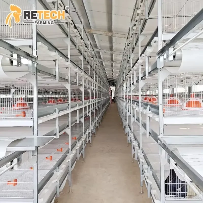 Automatic H Type Broiler Battery Cage Equipment for 30000 Broilers Poultry Building Design with Tunnel Ventilation Cooling