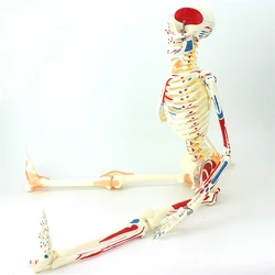 Medical Education High Quality Life Size Human Upgraded Skeleton with Muscles and Ligaments 170cm Tall Model