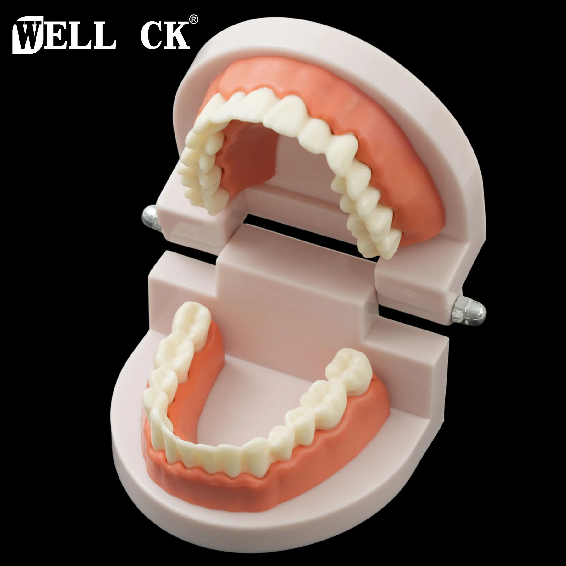 28 Teeth Tooth Teeth Teaching Model with Soft Gums Adult Standard Denture Demonstration Teaching Tool for Dentist Patient